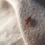 Punaise de lit sur un tissu gris