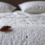 De quoi se nourrissent les punaises de lit ?