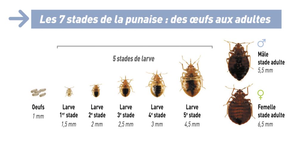 Infographie Stades de développement des punaises de lit