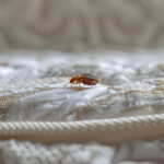 Comment se reproduisent les punaises de lit ?