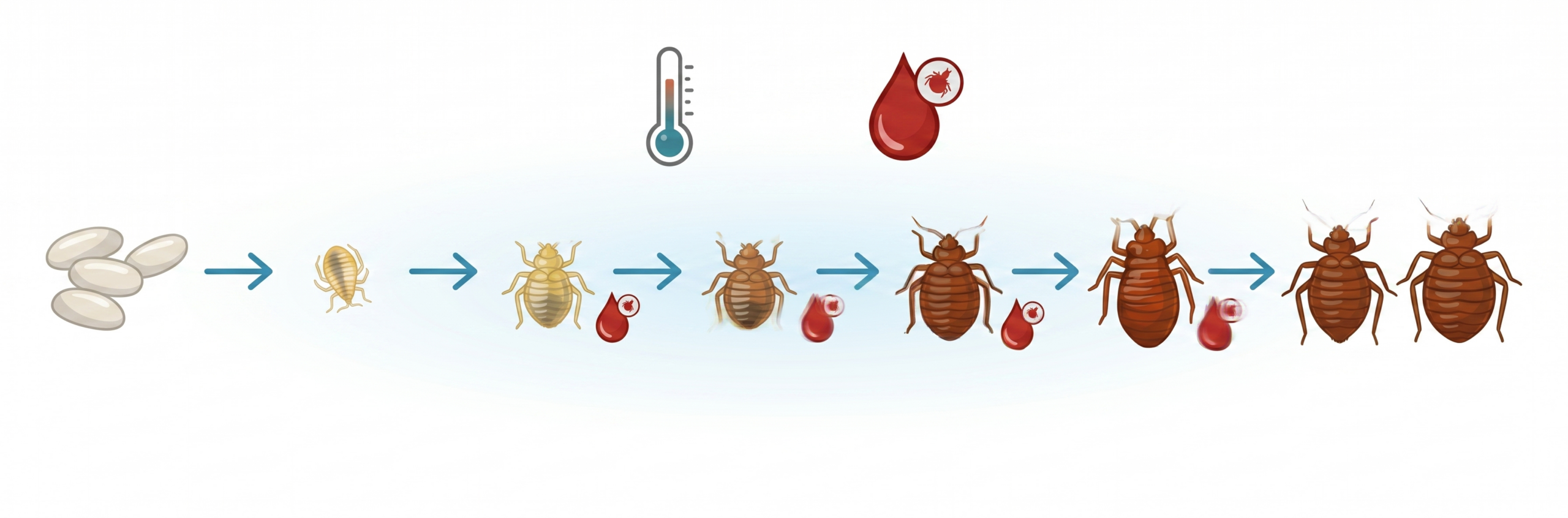 Bannière Cycle de vie des punaises de lit