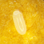 Oeuf punaise de lit