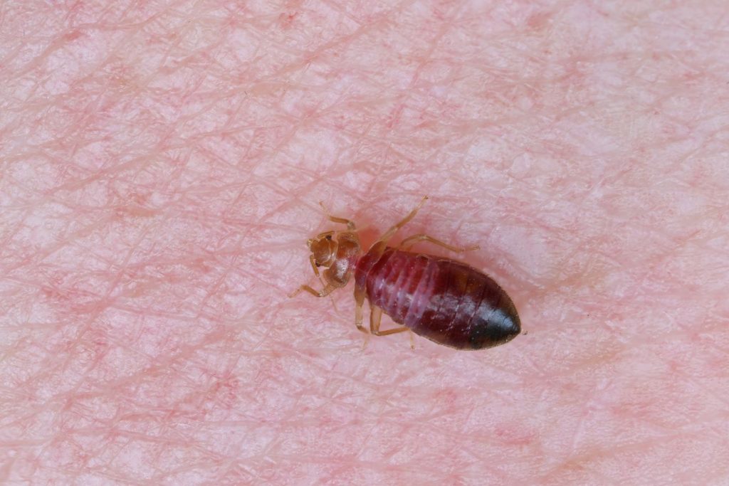 Punaise de lit sur une main humaine montrant sa taille réelle, environ 5 mm