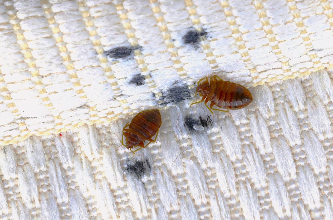 Traces de punaises de lit sur un matelas