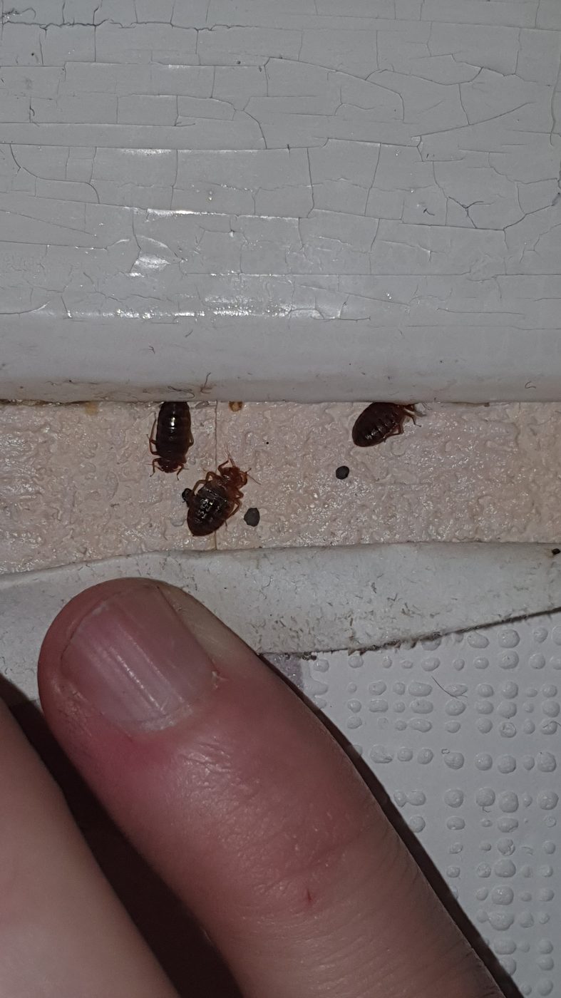 Punaises de lit à taille réelle près d'un doigt